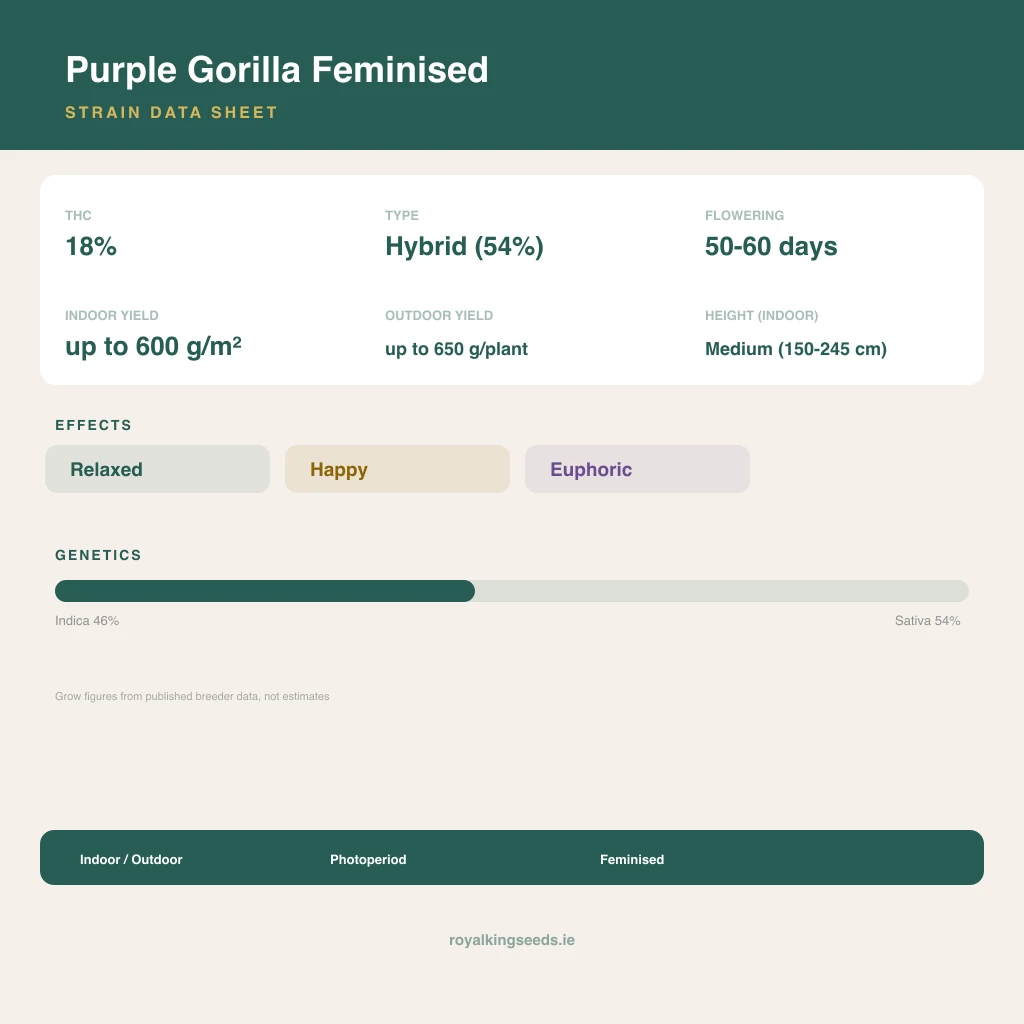 Purple Gorilla 46% indica / 54% sativa flower with visible trichomes