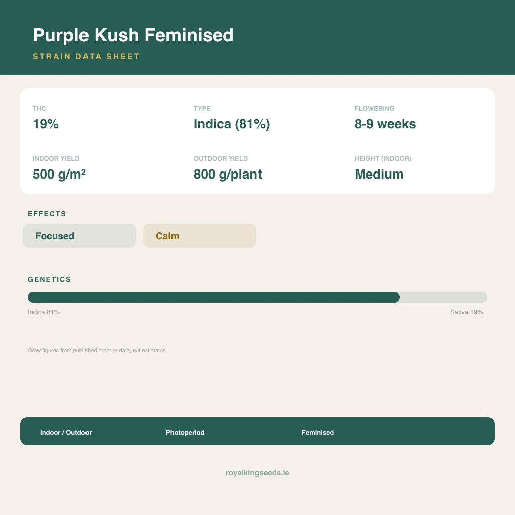 Purple Kush 81% indica / 19% sativa flower with visible trichomes