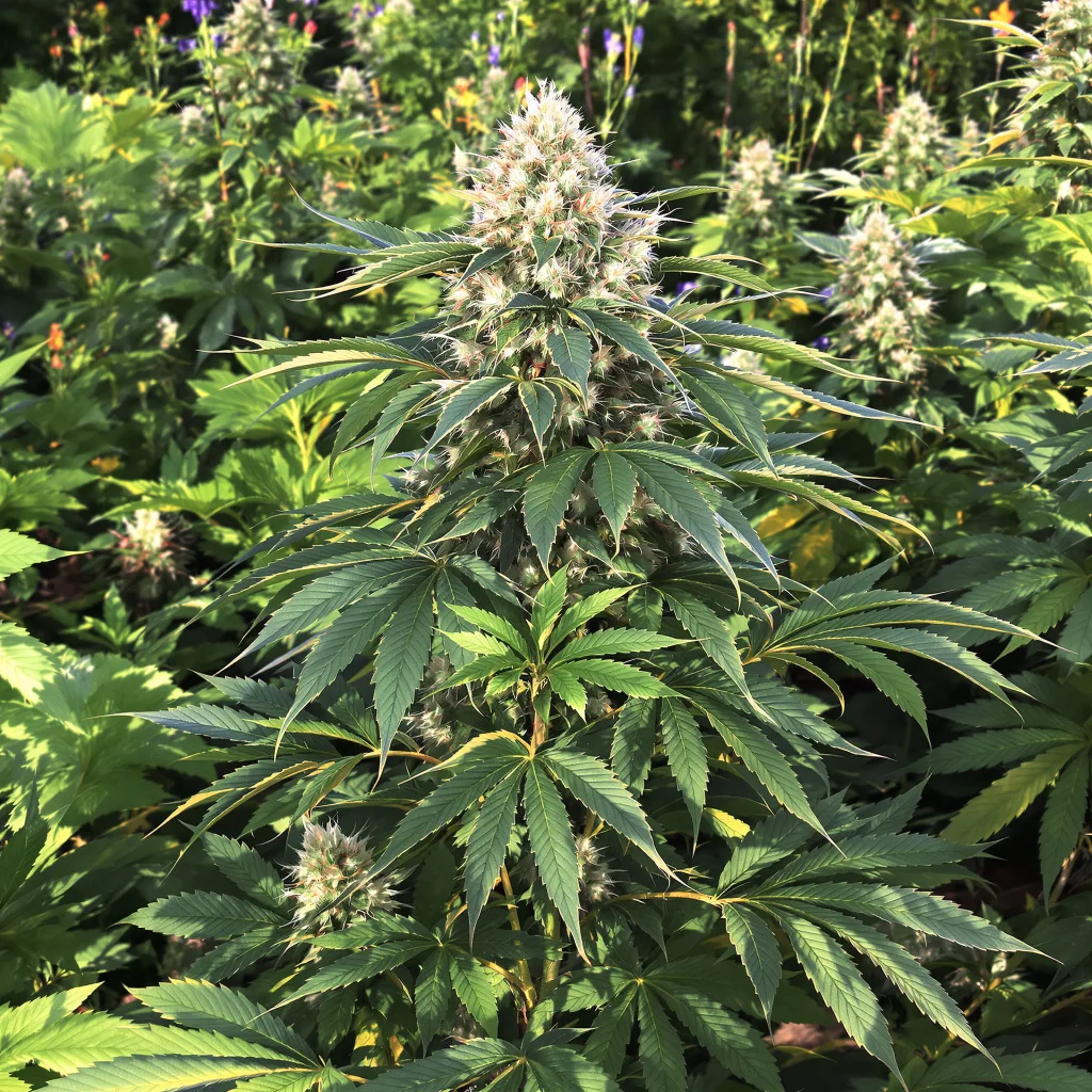 Purple Kush 81% indica / 19% sativa flower with visible trichomes
