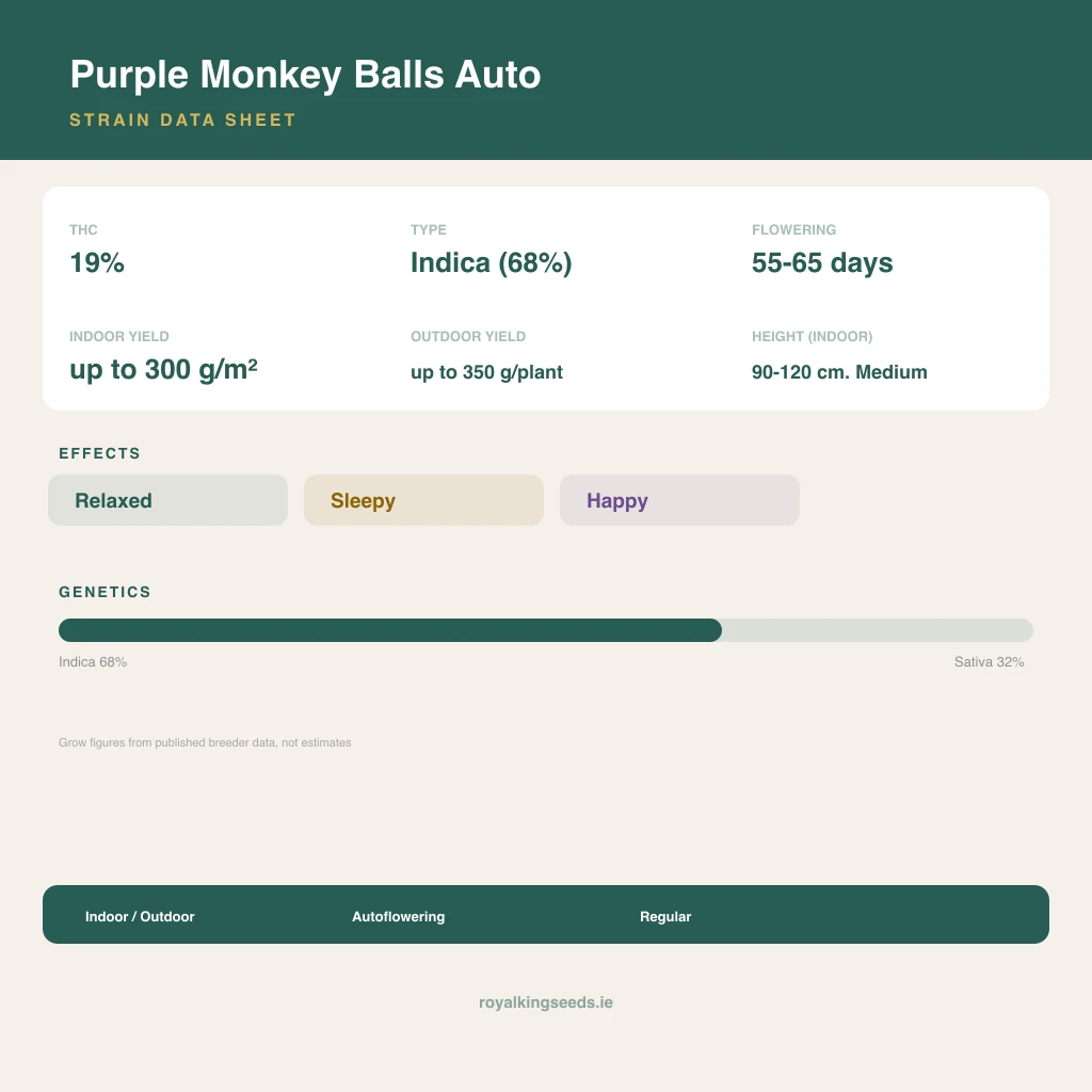 Purple Monkey Balls 68% indica / 32% sativa flower with visible trichomes