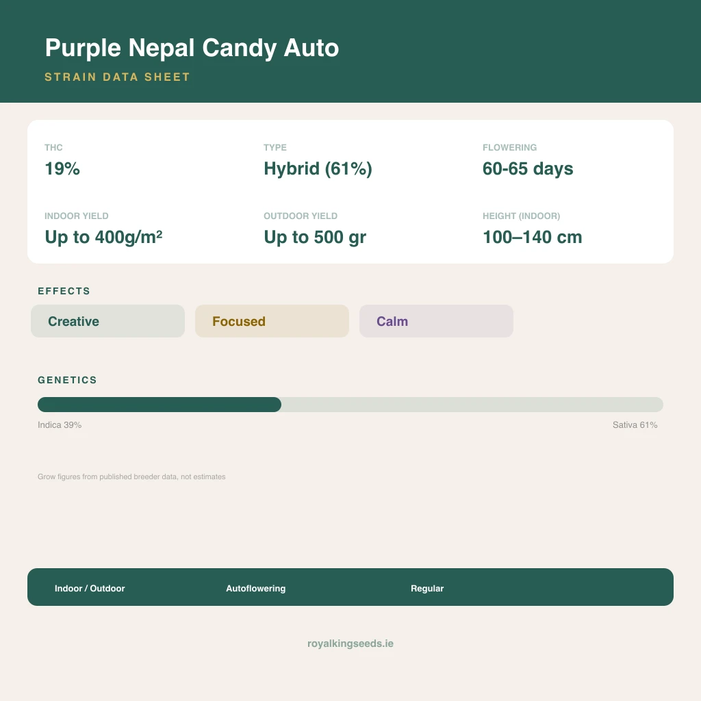 Purple Nepal Candy 39% indica / 61% sativa flower with visible trichomes