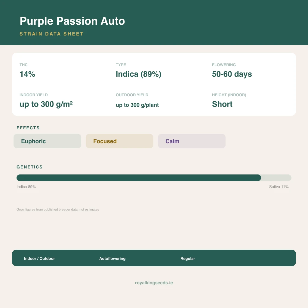 Purple Passion 89% indica / 11% sativa flower with visible trichomes