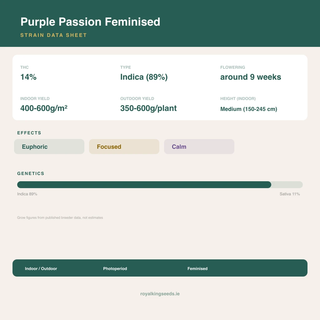Purple Passion 89% indica / 11% sativa flower with visible trichomes