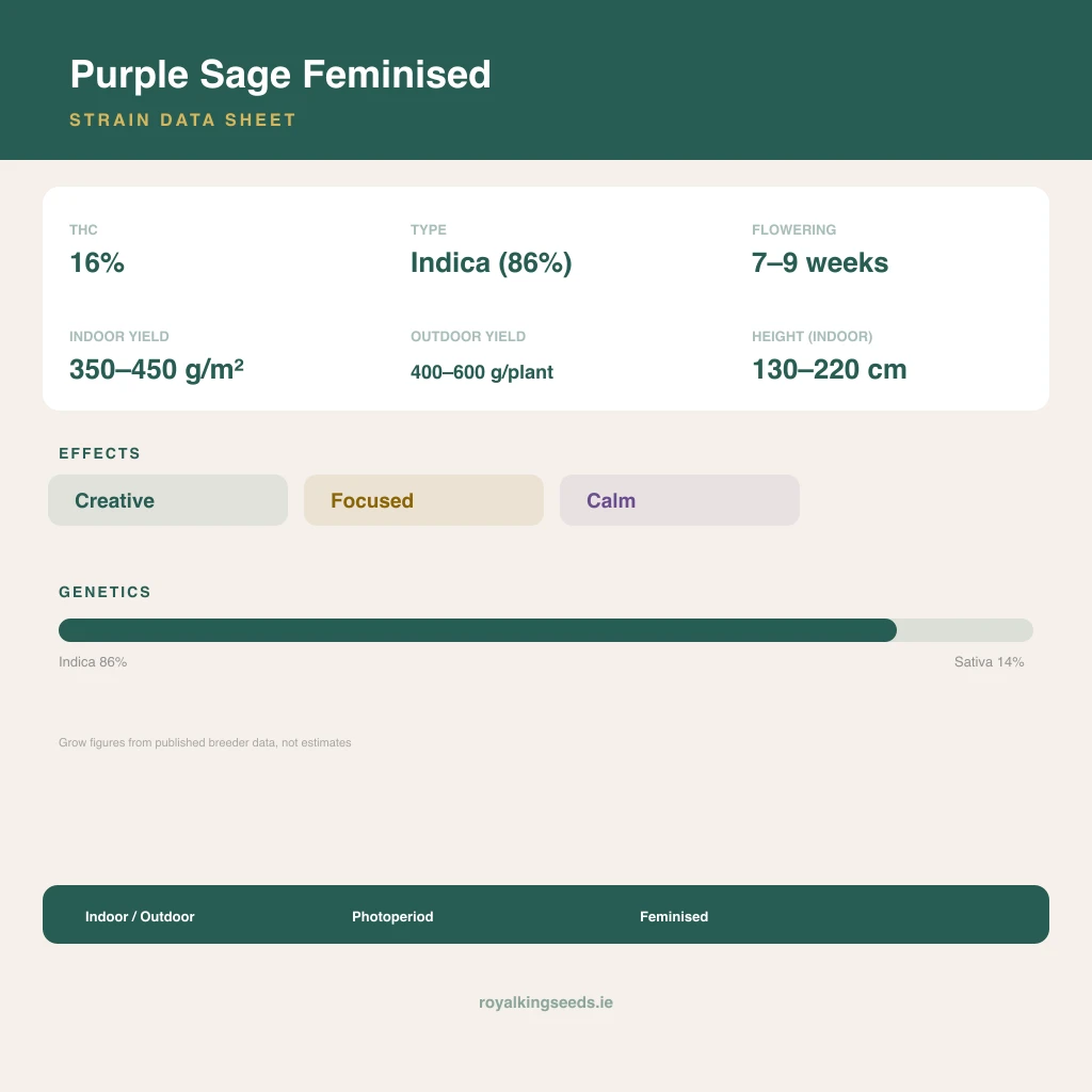 Purple Sage 86% indica / 14% sativa flower with visible trichomes
