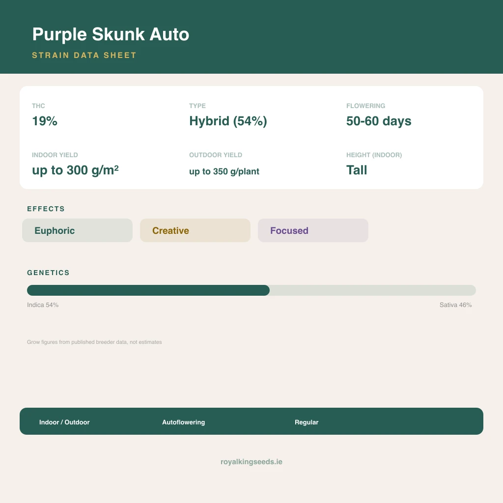 Purple Skunk 54% indica / 46% sativa flower with visible trichomes