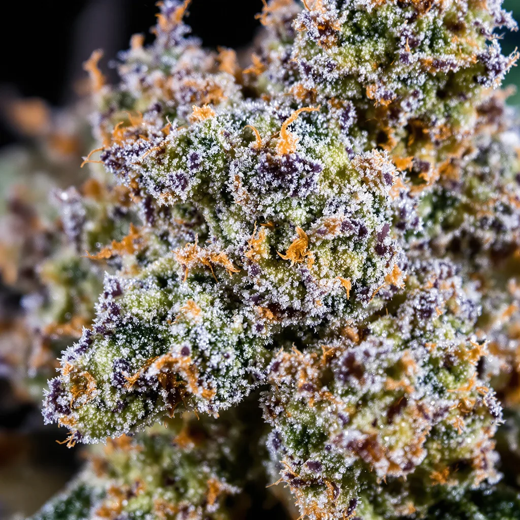 Purple Skunk cannabis bud close-up showing balanced bud structure with frosted trichomes
