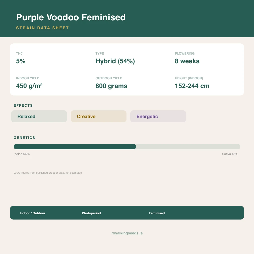 Purple Voodoo 54% indica / 46% sativa flower with visible trichomes