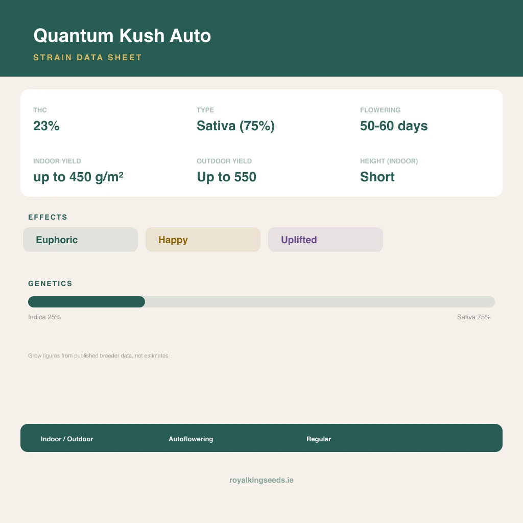 Quantum Kush 25% indica / 75% sativa flower with visible trichomes
