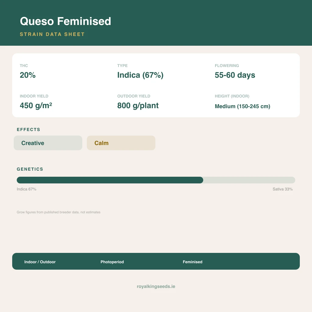 Queso 67% indica / 33% sativa flower with visible trichomes