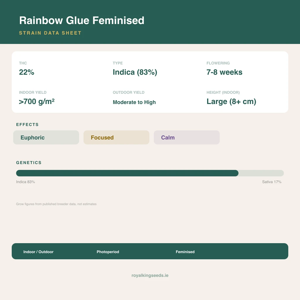 Rainbow Glue 83% indica / 17% sativa flower with visible trichomes