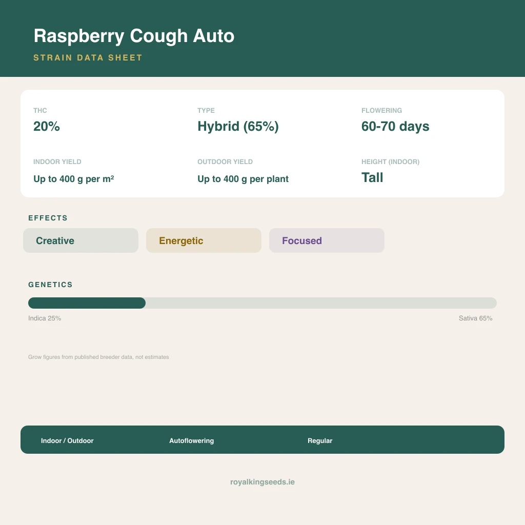 Raspberry Cough 25% indica / 65% sativa flower with visible trichomes