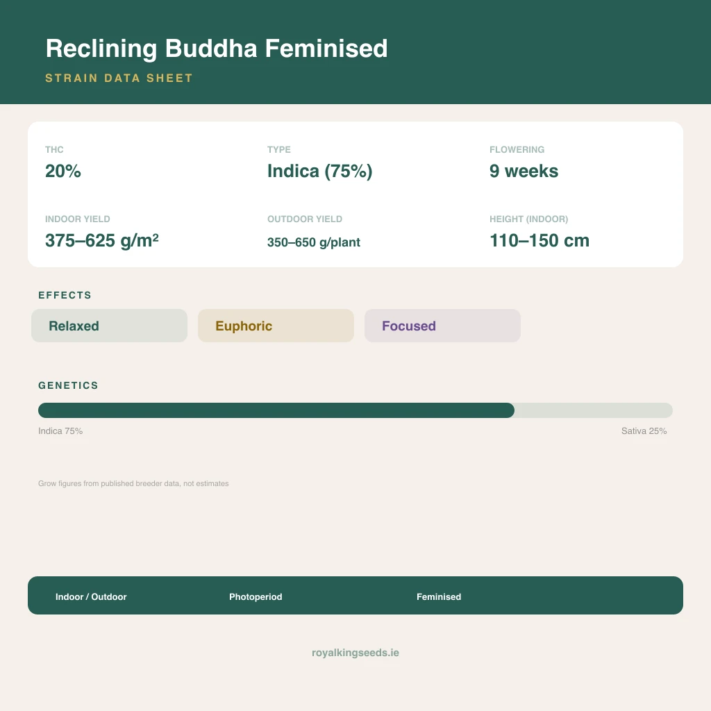 Reclining Buddha 75% indica / 25% sativa flower with visible trichomes