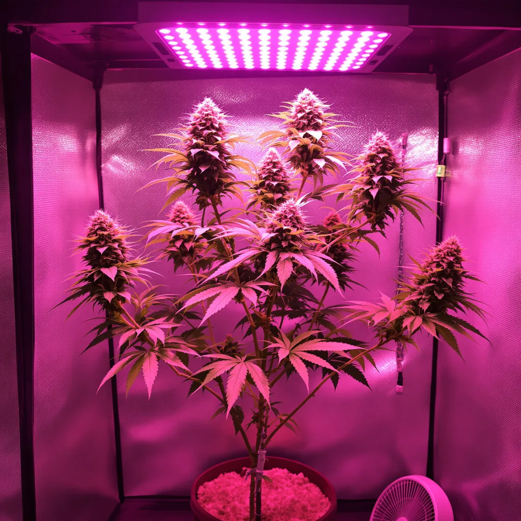 Recon cannabis plant in flowering stage — 90-120 cm. Medium autoflower