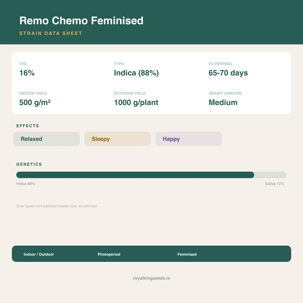 Remo Chemo 88% indica / 12% sativa flower with visible trichomes