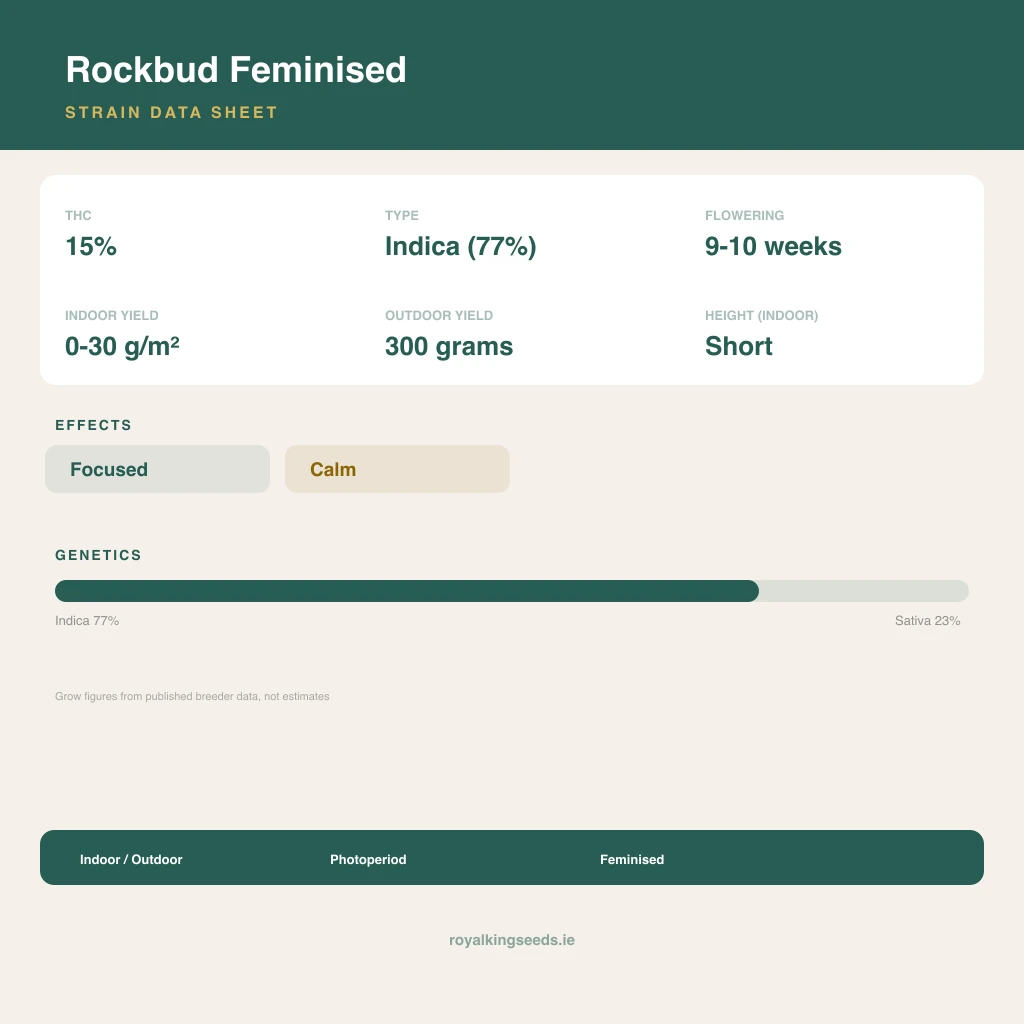 Rockbud 77% indica / 23% sativa flower with visible trichomes