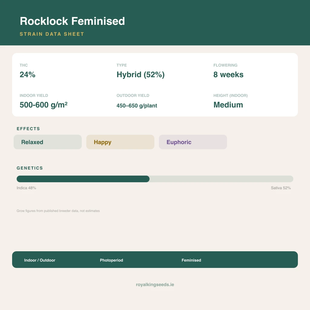 Rocklock 48% indica / 52% sativa flower with visible trichomes