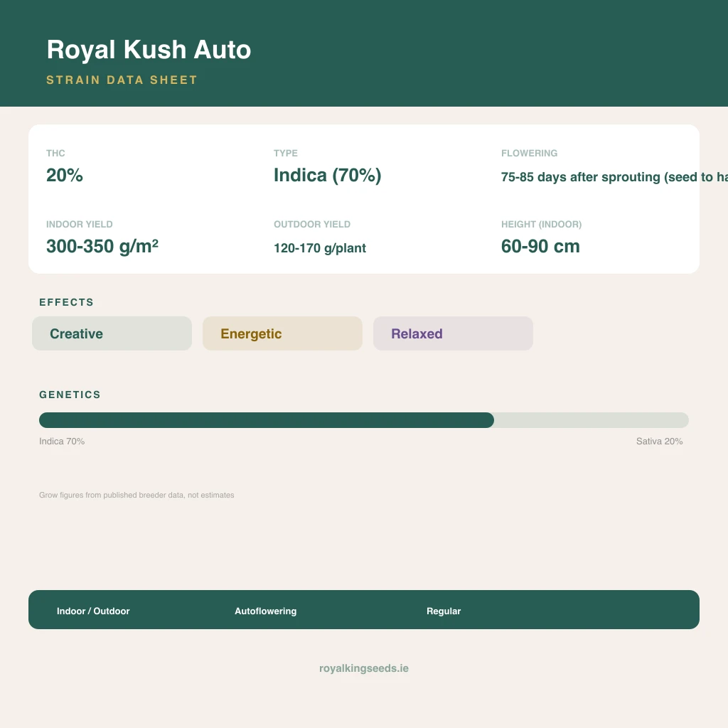 Royal Kush 70% indica / 20% sativa flower with visible trichomes