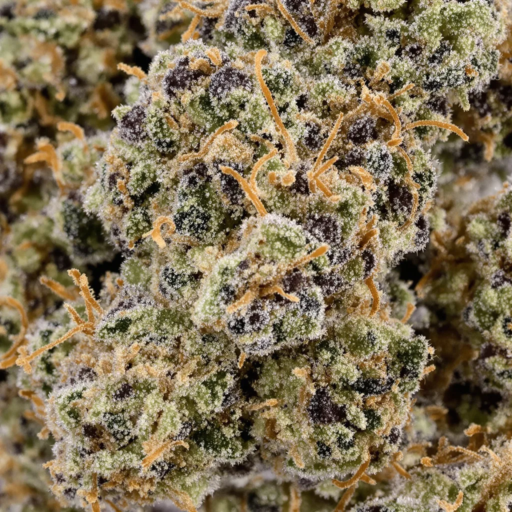 Runtz Muffin cannabis bud close-up showing dense purple-tinged calyxes