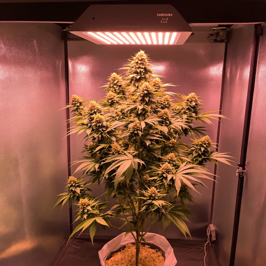 SAGE cannabis plant in flowering stage — 120-140 cm feminised