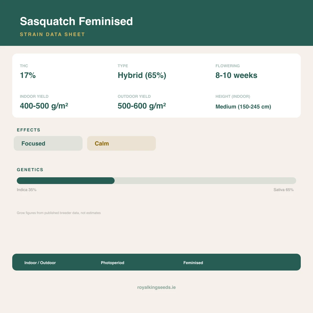 Sasquatch 35% indica / 65% sativa flower with visible trichomes