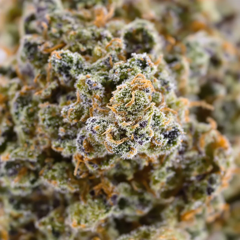 Satellite OG cannabis bud close-up showing open-bud structure with orange pistils