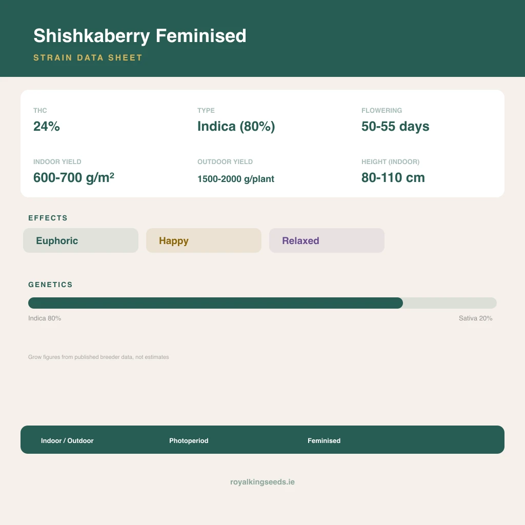 Shishkaberry 80% indica / 20% sativa flower with visible trichomes