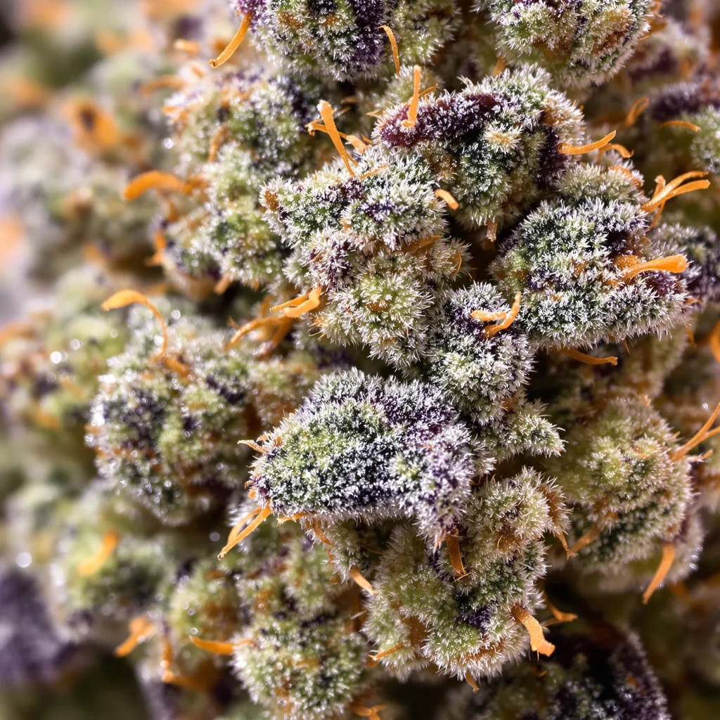Skunk No. 1 cannabis bud close-up showing balanced bud structure with frosted trichomes
