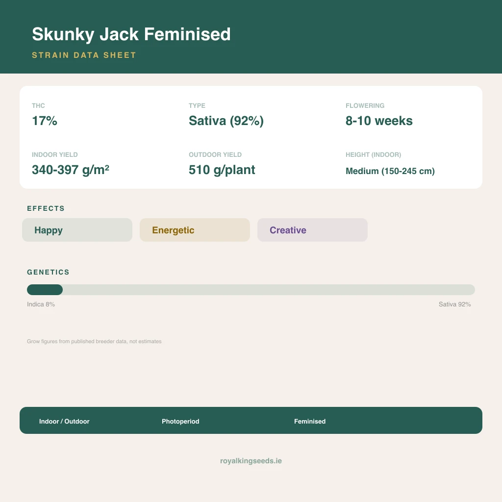 Skunky Jack 8% indica / 92% sativa flower with visible trichomes