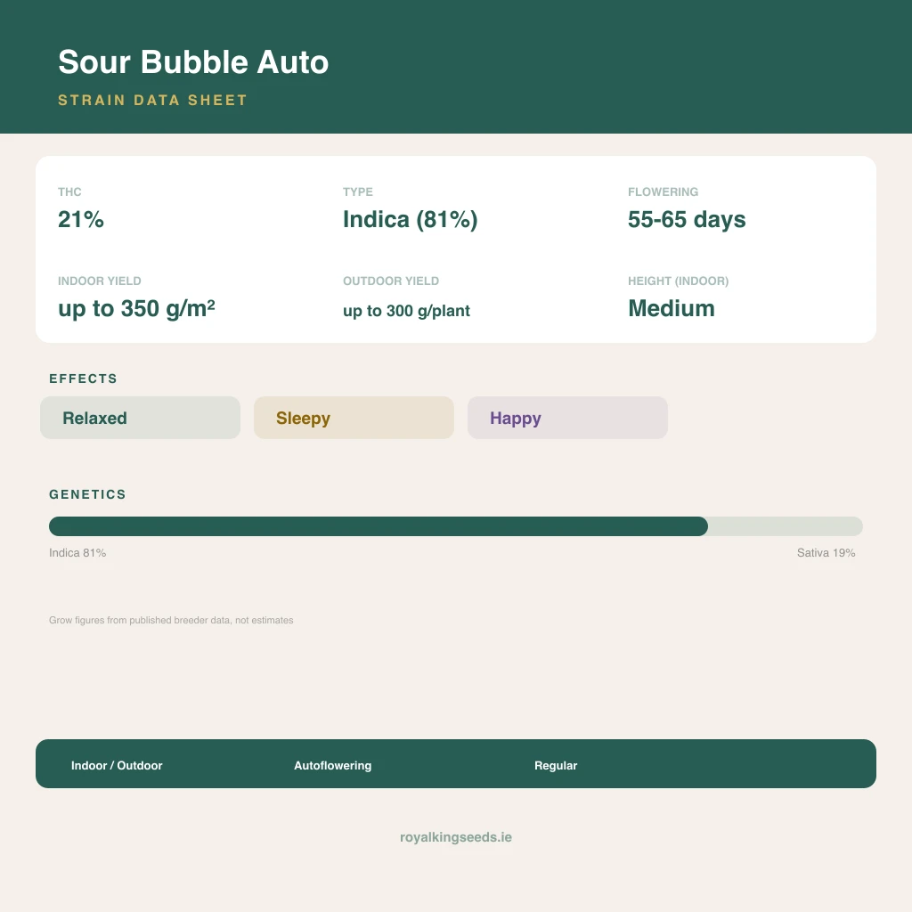 Sour Bubble 81% indica / 19% sativa flower with visible trichomes