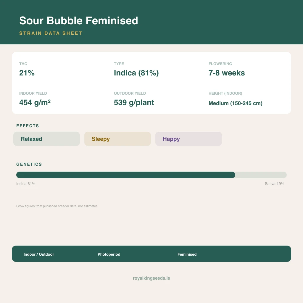 Sour Bubble 81% indica / 19% sativa flower with visible trichomes