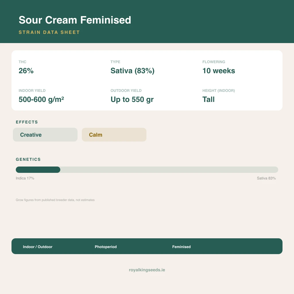 Sour Cream 17% indica / 83% sativa flower with visible trichomes