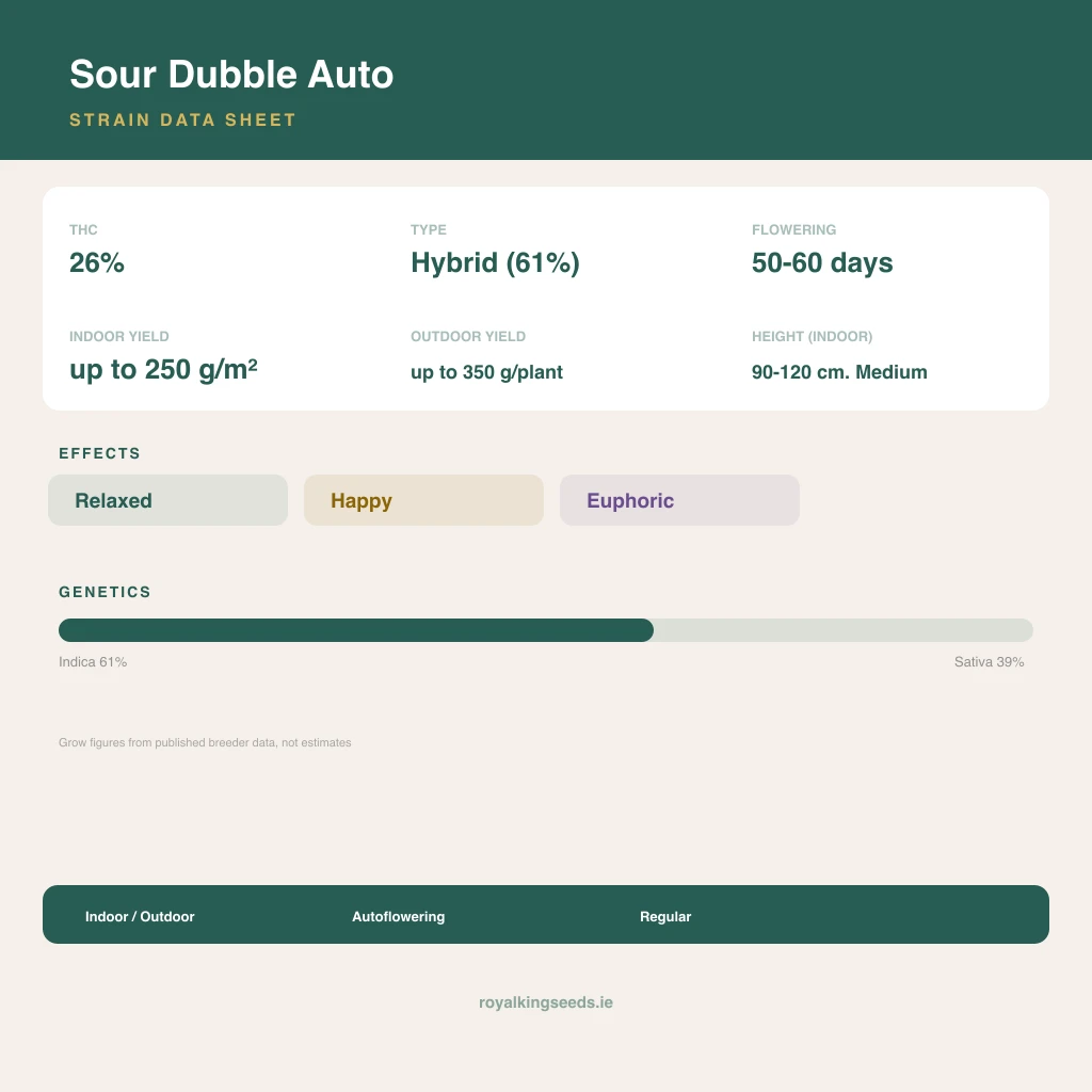 Sour Dubble 61% indica / 39% sativa flower with visible trichomes