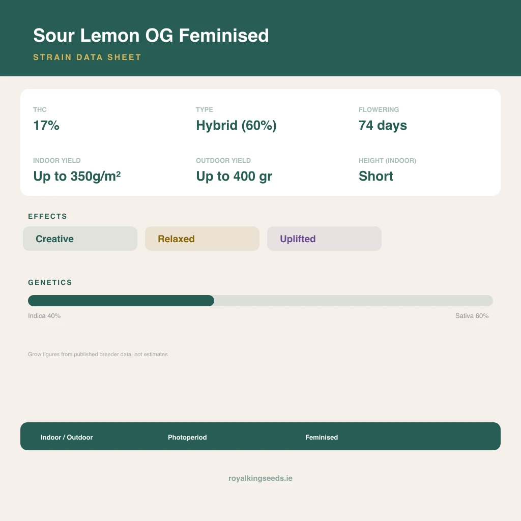 Sour Lemon OG 40% indica / 60% sativa flower with visible trichomes