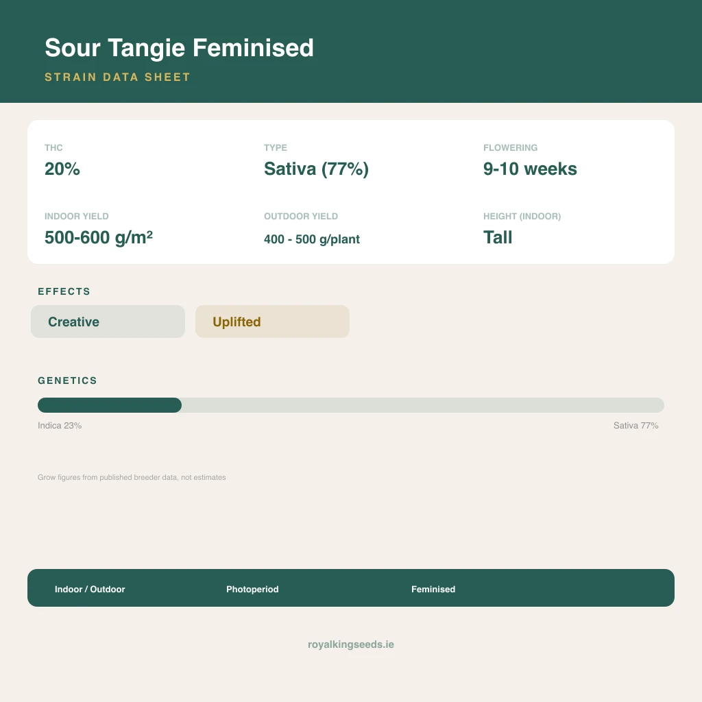 Sour Tangie 23% indica / 77% sativa flower with visible trichomes