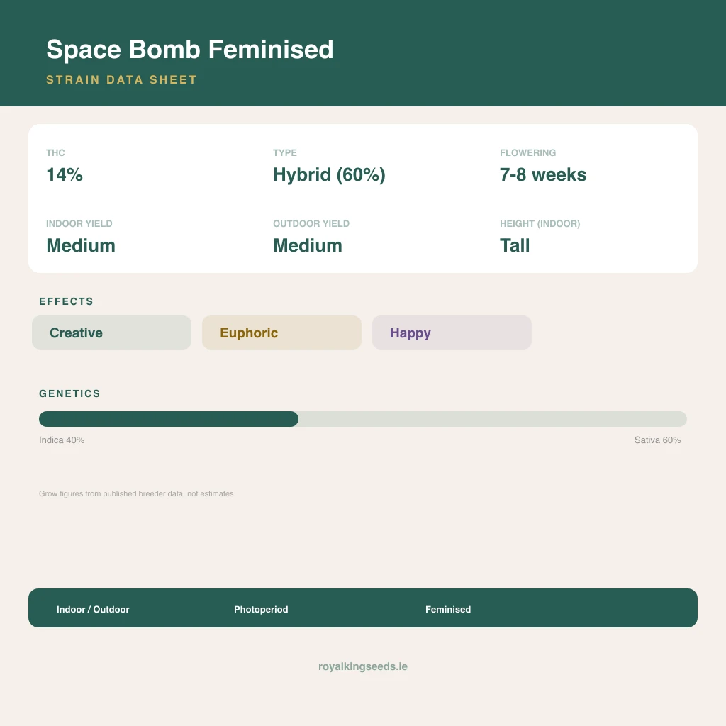 Space Bomb 40% indica / 60% sativa flower with visible trichomes