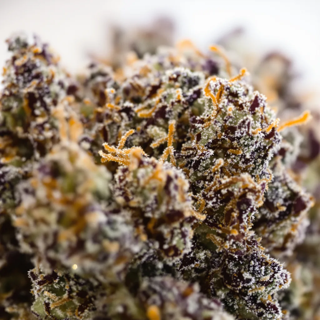 Special Reserve Black Lime cannabis bud close-up showing dense purple-tinged calyxes