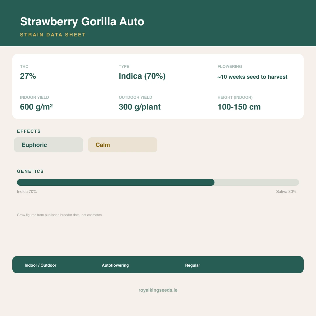 Strawberry Gorilla 70% indica / 30% sativa flower with visible trichomes