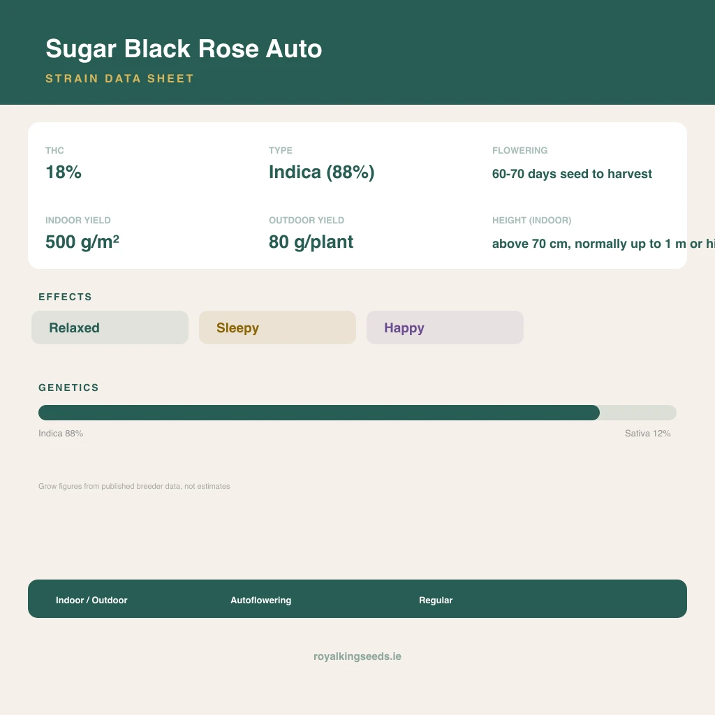 Sugar Black Rose 88% indica / 12% sativa flower with visible trichomes