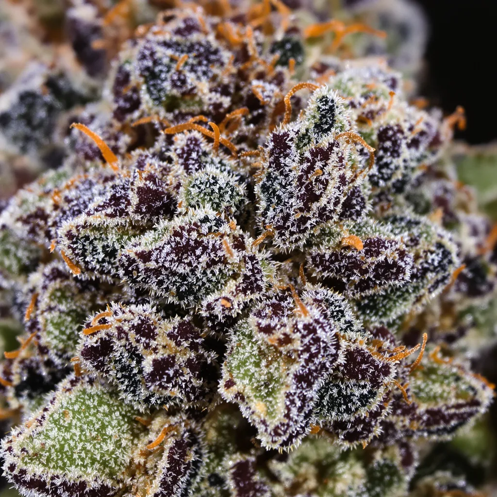 Sugar Black Rose cannabis bud close-up showing dense purple-tinged calyxes