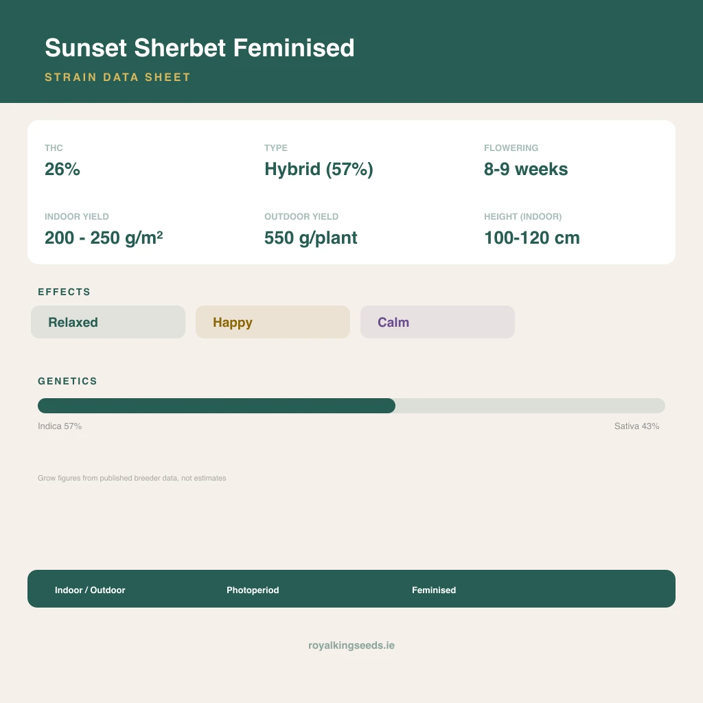 Sunset Sherbet 57% indica / 43% sativa flower with visible trichomes