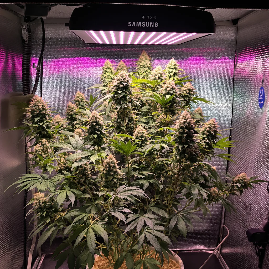 Superglue cannabis plant in flowering stage — 80–120 cm autoflower