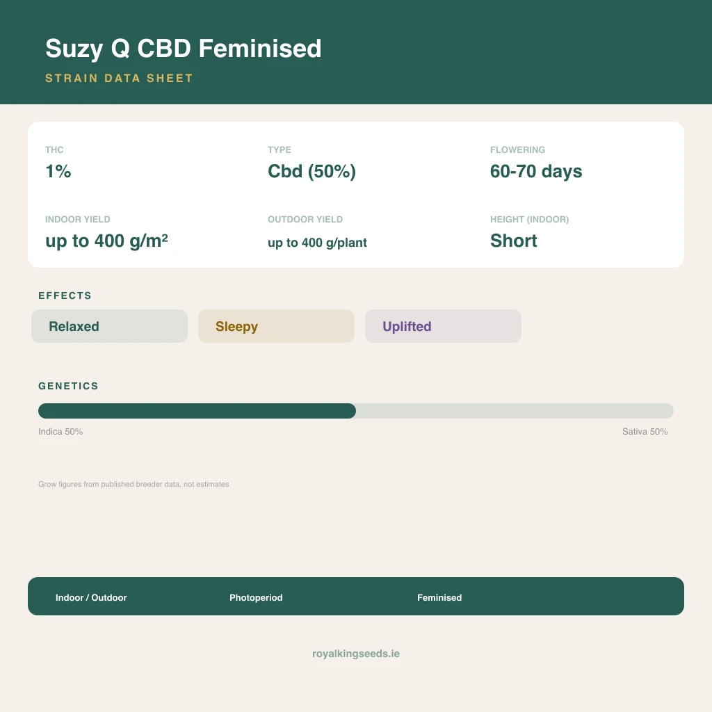 Suzy Q CBD 50% indica / 50% sativa flower with visible trichomes