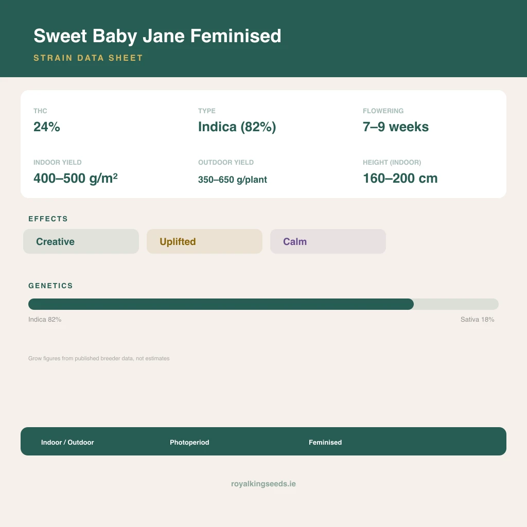 Sweet Baby Jane 82% indica / 18% sativa flower with visible trichomes