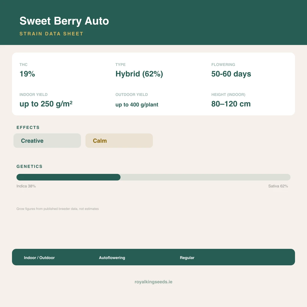 Sweet Berry 38% indica / 62% sativa flower with visible trichomes