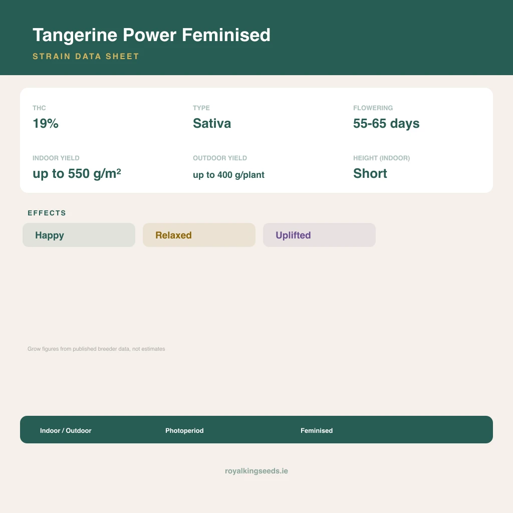 Tangerine Power 50% indica / 75% sativa flower with visible trichomes