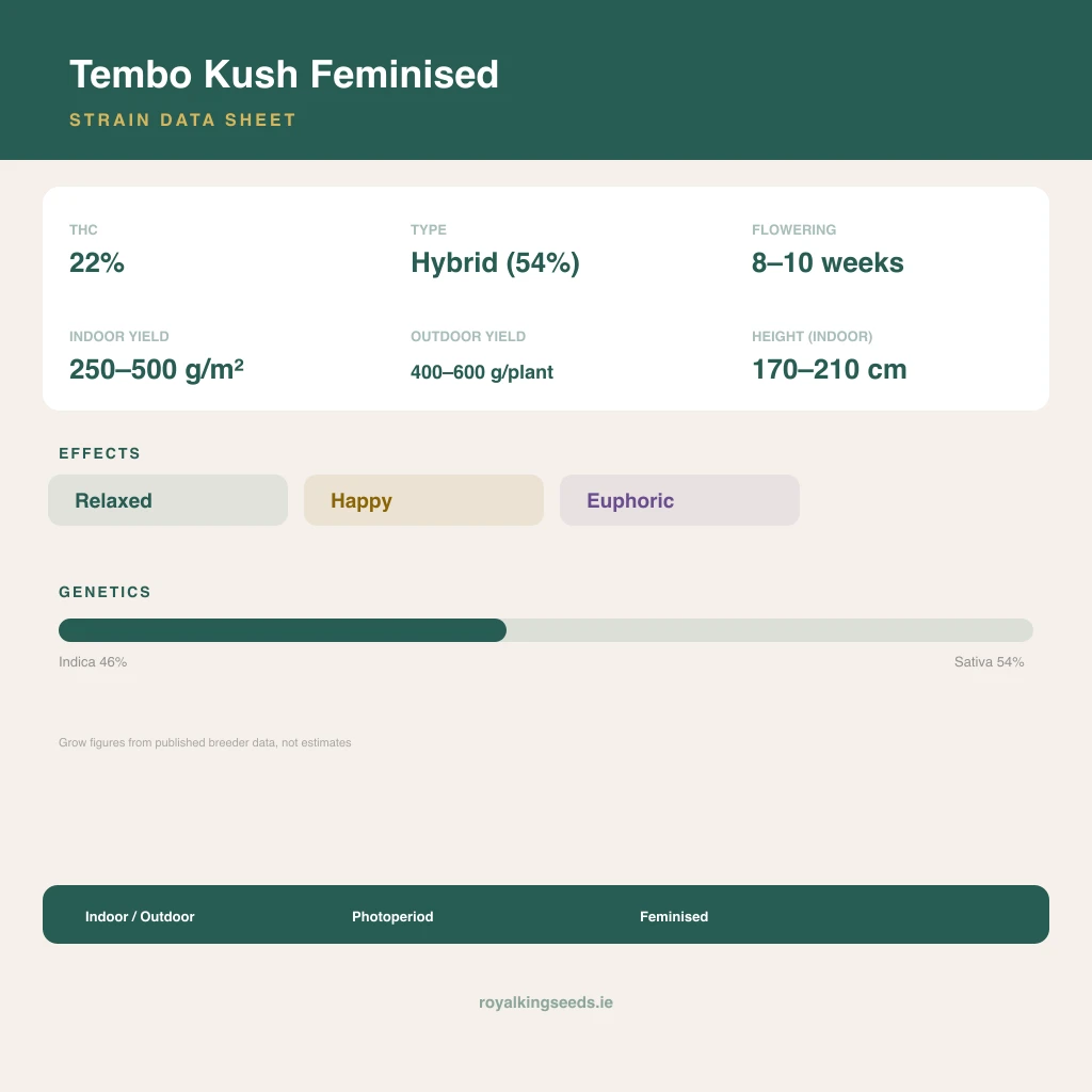 Tembo Kush 46% indica / 54% sativa flower with visible trichomes