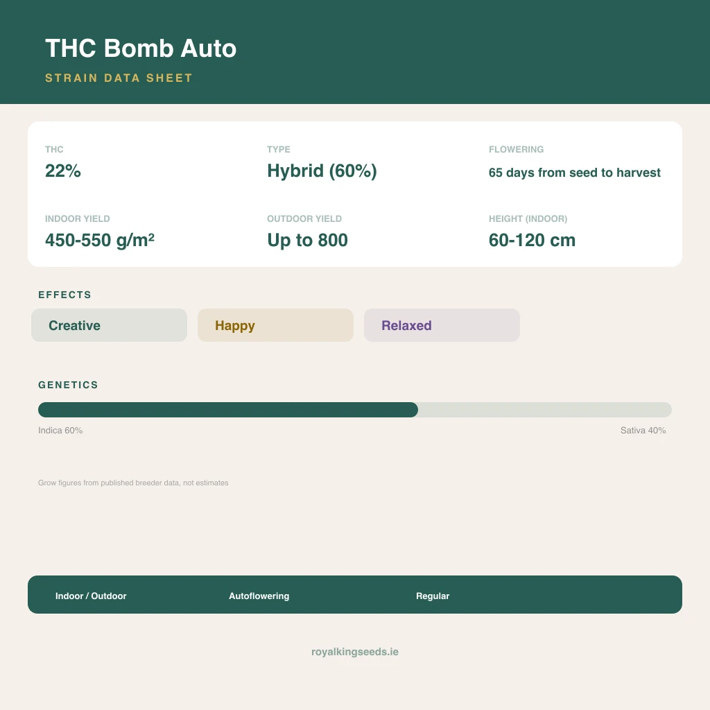 THC Bomb 60% indica / 40% sativa flower with visible trichomes