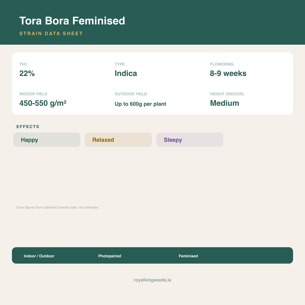 Tora Bora 100% indica / 50% sativa flower with visible trichomes
