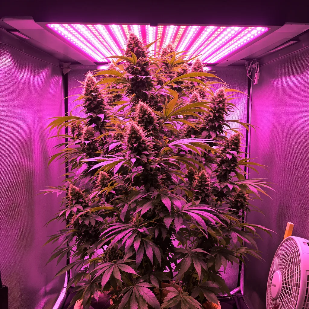 Trinity cannabis plant in flowering stage — Small (0-120 cm) feminised