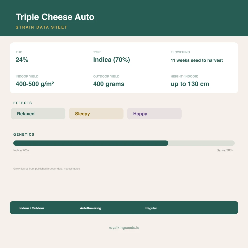 Triple Cheese 70% indica / 30% sativa flower with visible trichomes